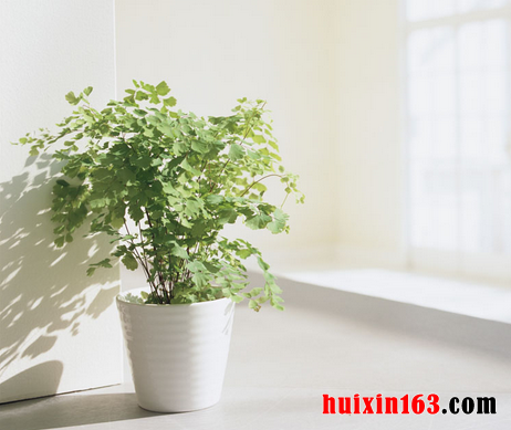 办公室植物