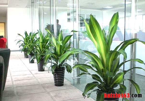 夏日办公室装修装饰怎样做好绿植等清淡设计