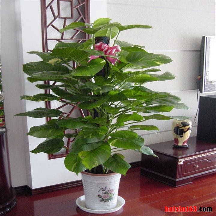 4 绿萝盆栽