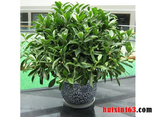 3 盆栽非洲茉莉