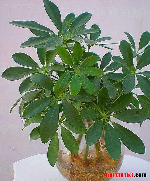 5 水栽鸭脚木