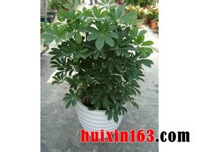 5 鸭脚木