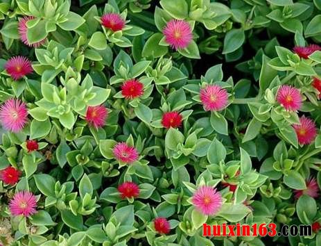 4 开花牡丹吊兰