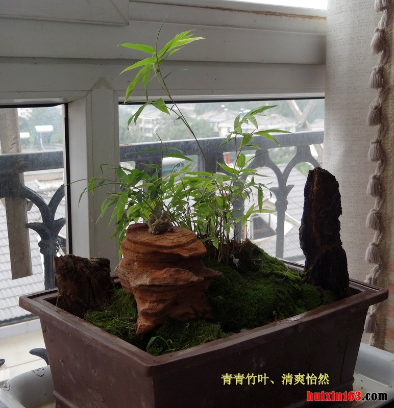 6 棕竹盆景