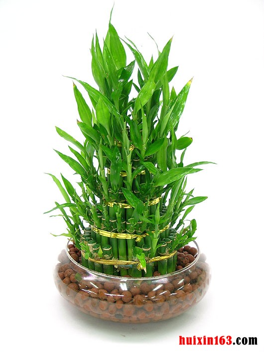 3 富贵竹