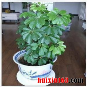七叶莲和发财树的共同点和不同点
