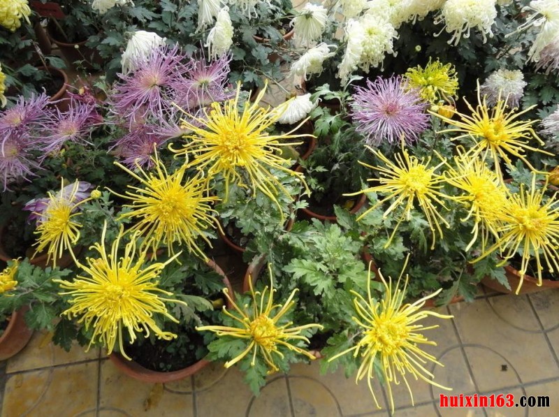 4 菊花盆景