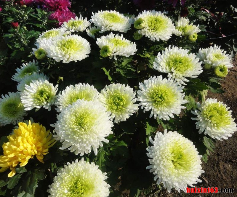 5 白菊花