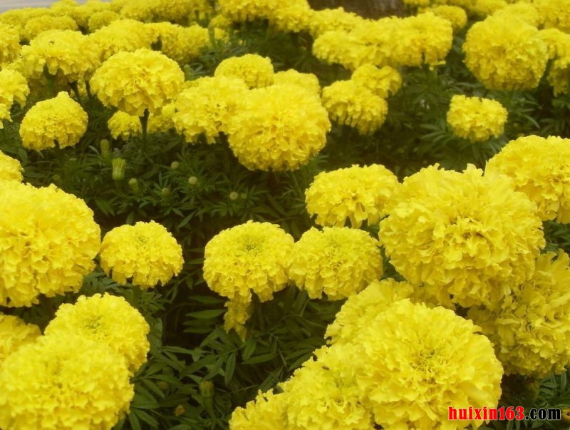 5 黄菊花