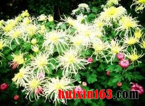 2 菊花