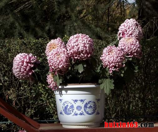 6 粉菊花