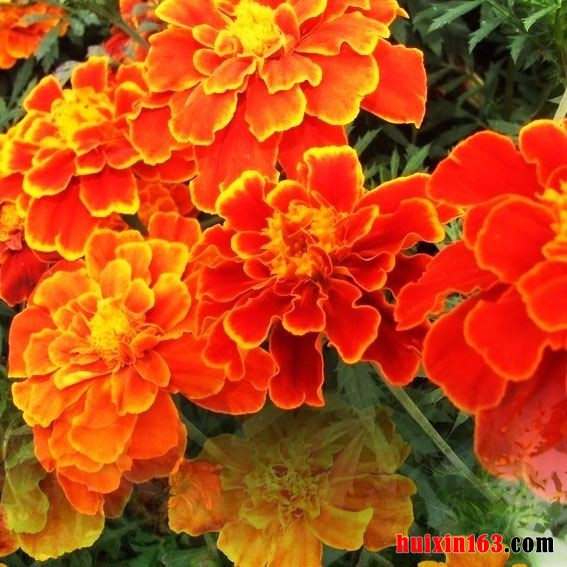 2 墨西哥黄菊花