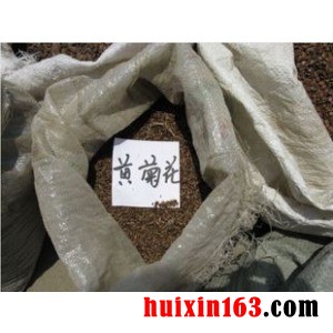 3 黄菊花种子