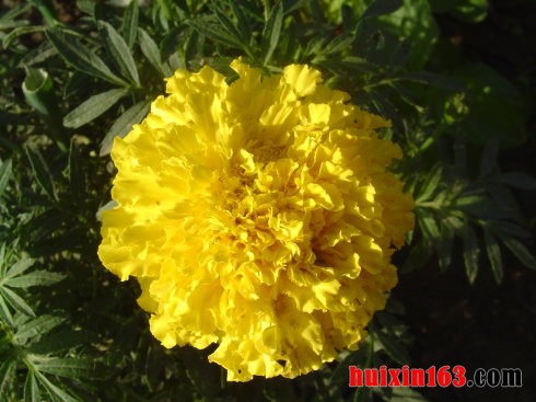 4 墨西哥黄菊花