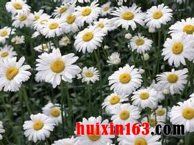 1 白菊花