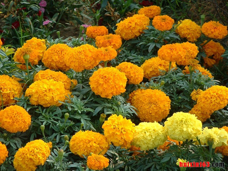 3 万寿菊