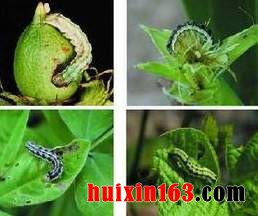 6 万寿菊虫害