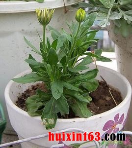 1 万寿菊盆栽扦插