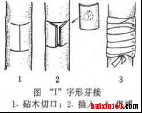 2 芽接法