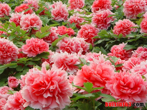 1 牡丹花