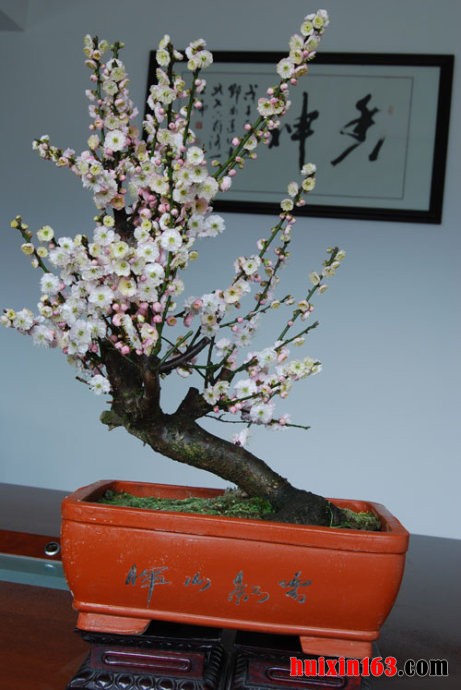 3 梅花