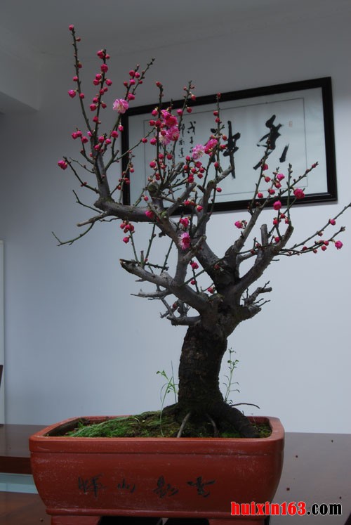 5 盆栽梅花