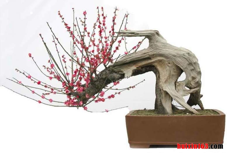 1 盆栽梅花