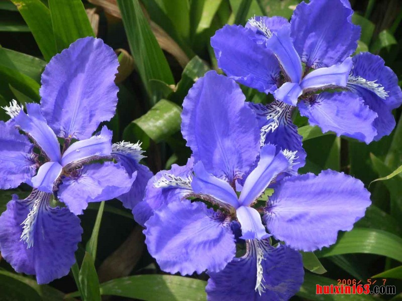 1 紫兰花