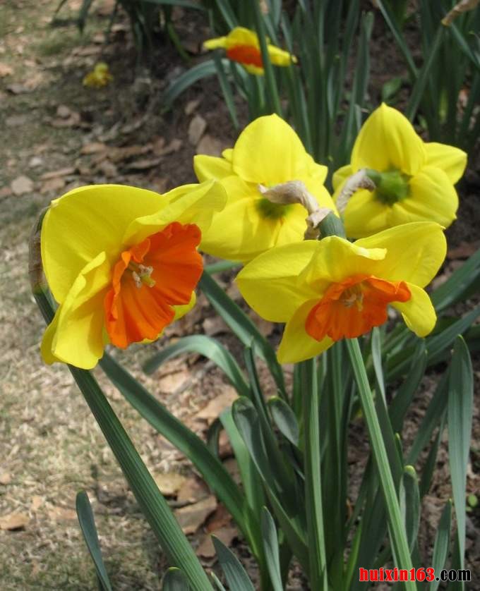 2 黄兰花