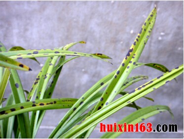 兰花的病虫害防治(3)