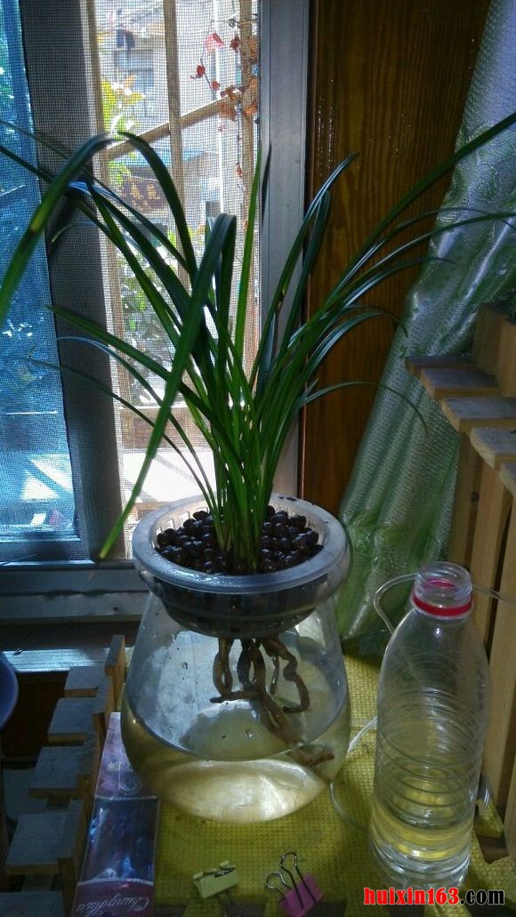 6   水培兰花