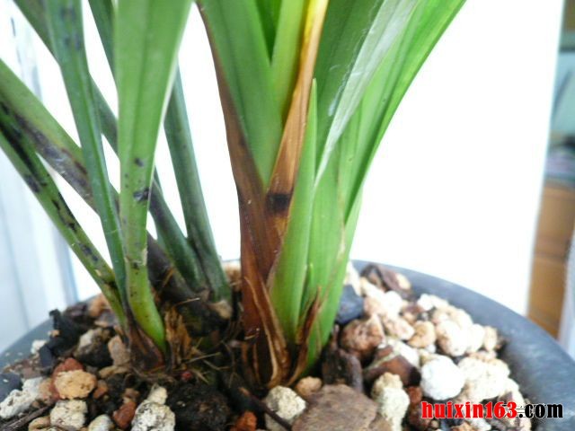 6  缸栽兰花