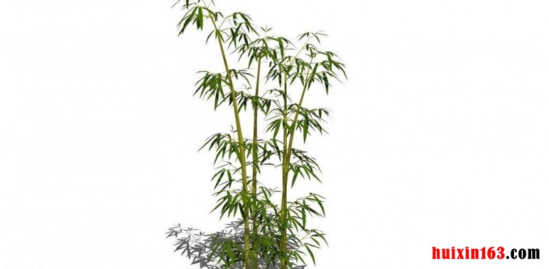 6 箭竹