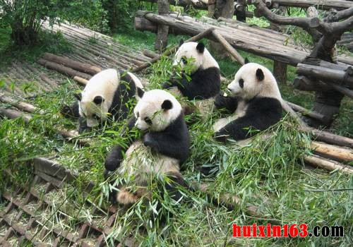 6  熊猫爱吃的竹子