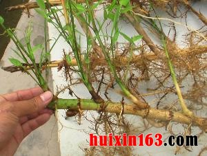 2 母竹鞭根