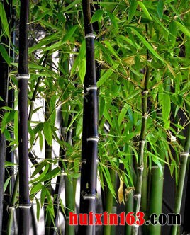 5 紫竹(墨竹)