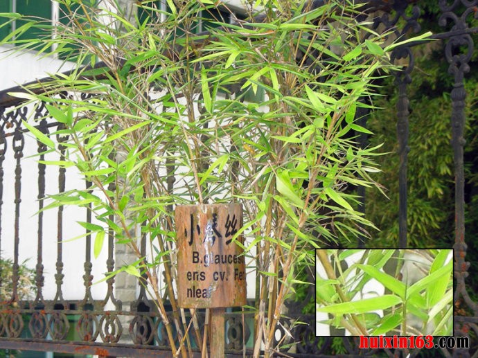 4 小琴丝竹