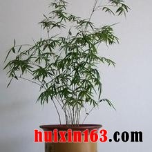 2盆栽紫竹