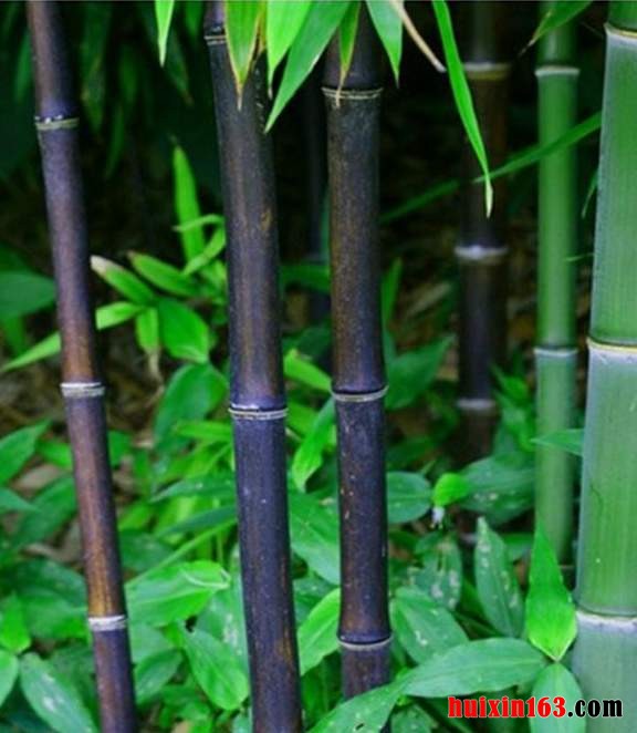 3  紫竹