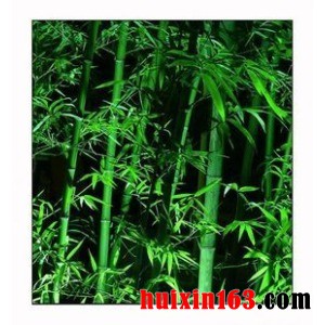 4 淡竹