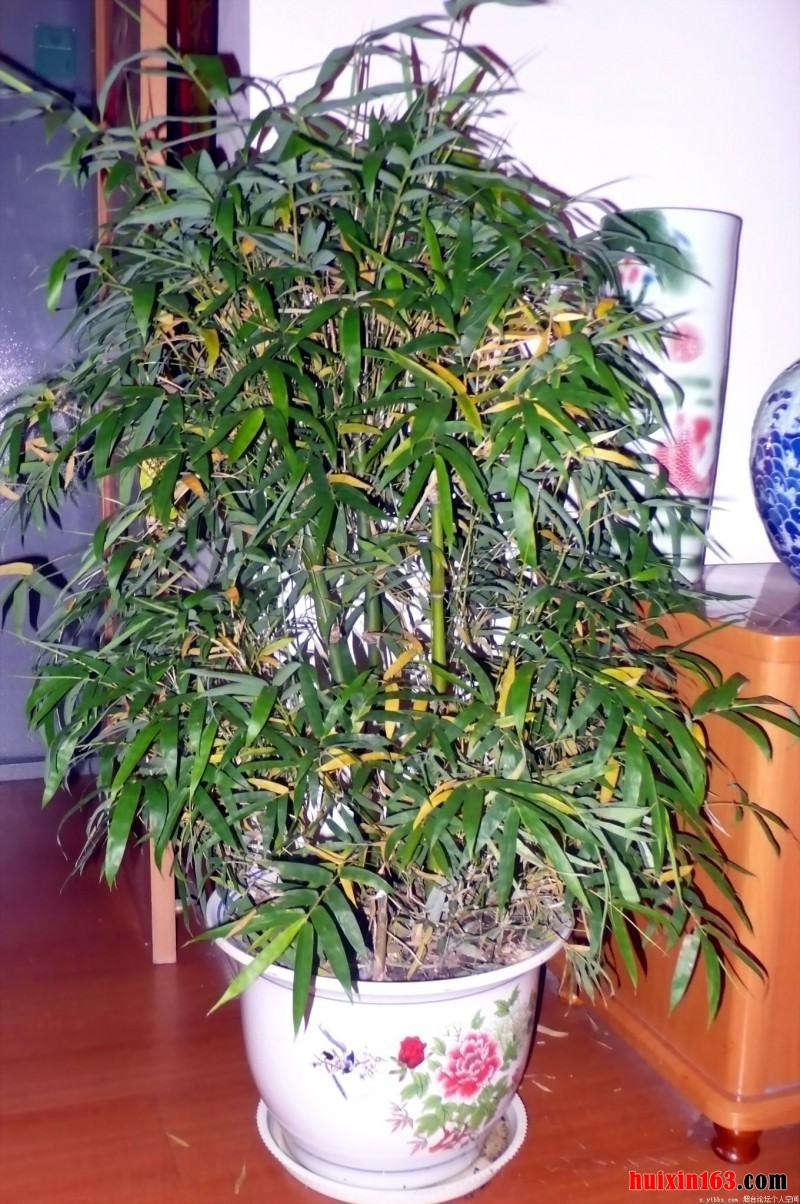 2 罗汉竹