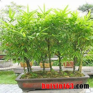 1 盆栽佛肚竹