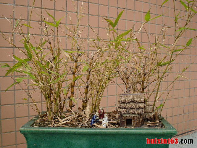 6   罗汉竹盆景
