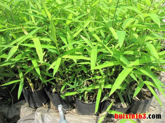 6盆栽雷竹