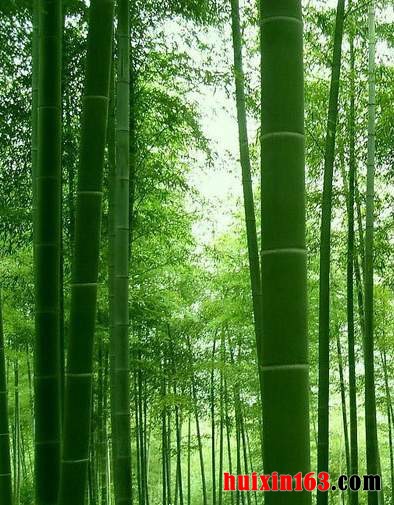 3 雷竹