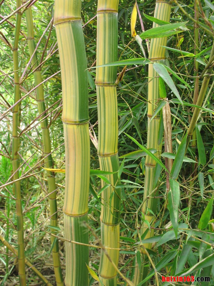 3 早竹