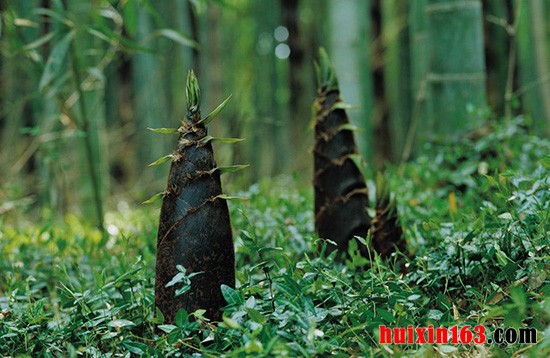 4 方竹