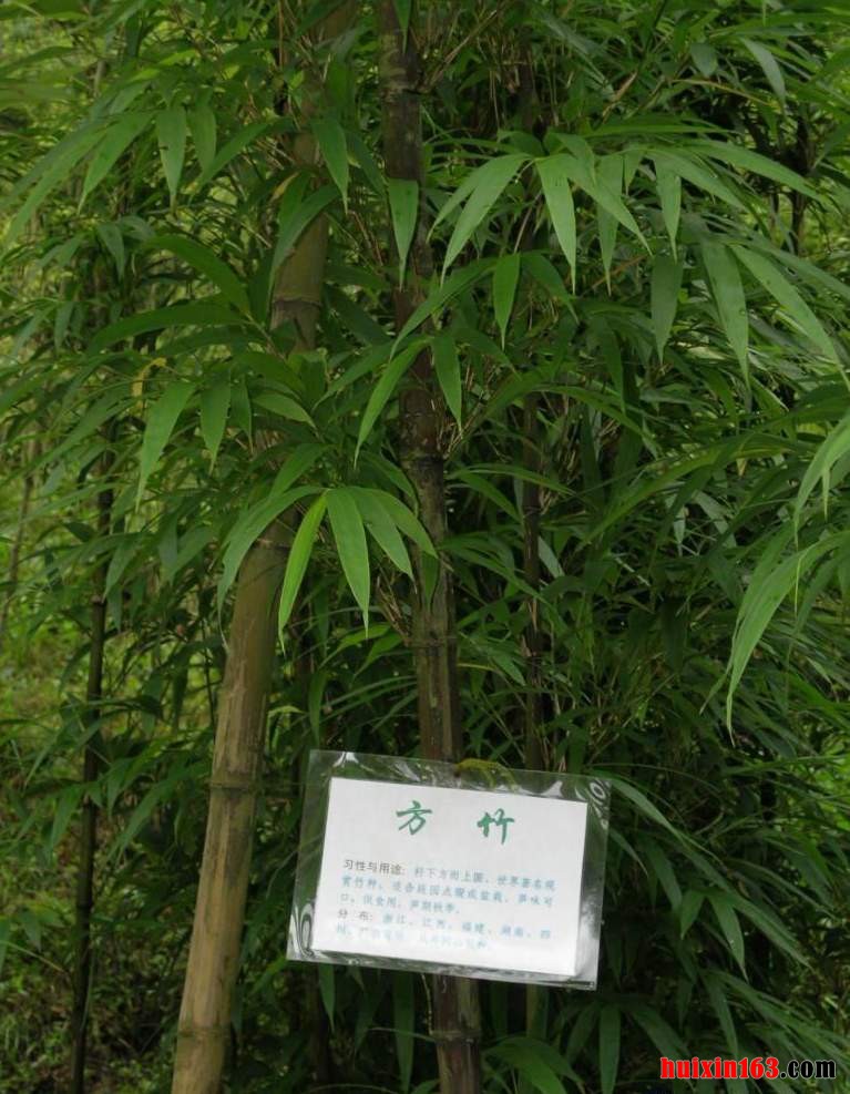 5 方竹