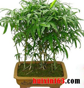 盆栽毛竹和松梅共植齐奏"岁寒三友(1)