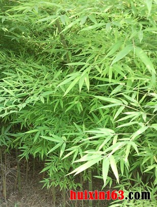 6   毛竹林 (2)